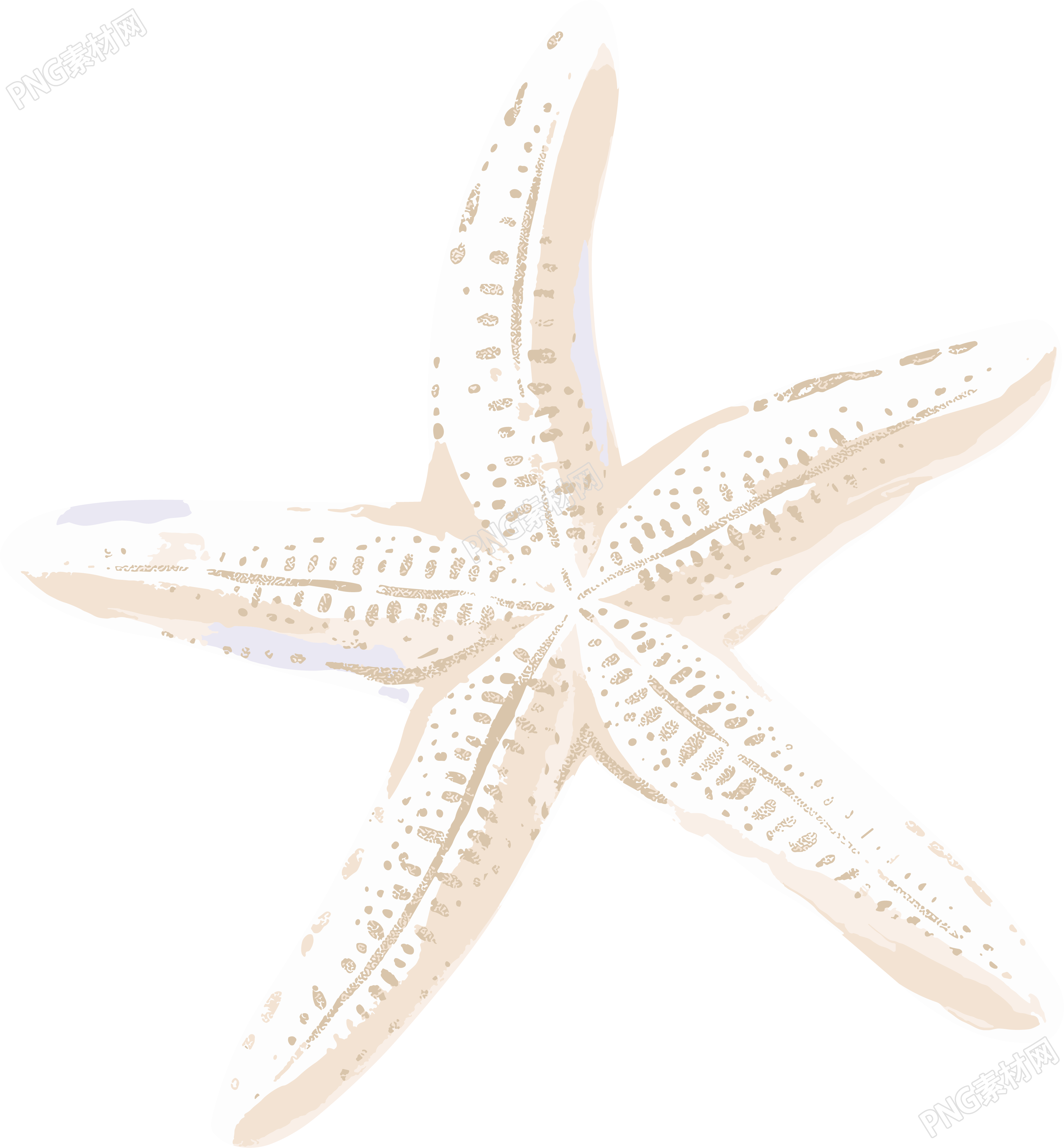 海洋海星漂亮插画