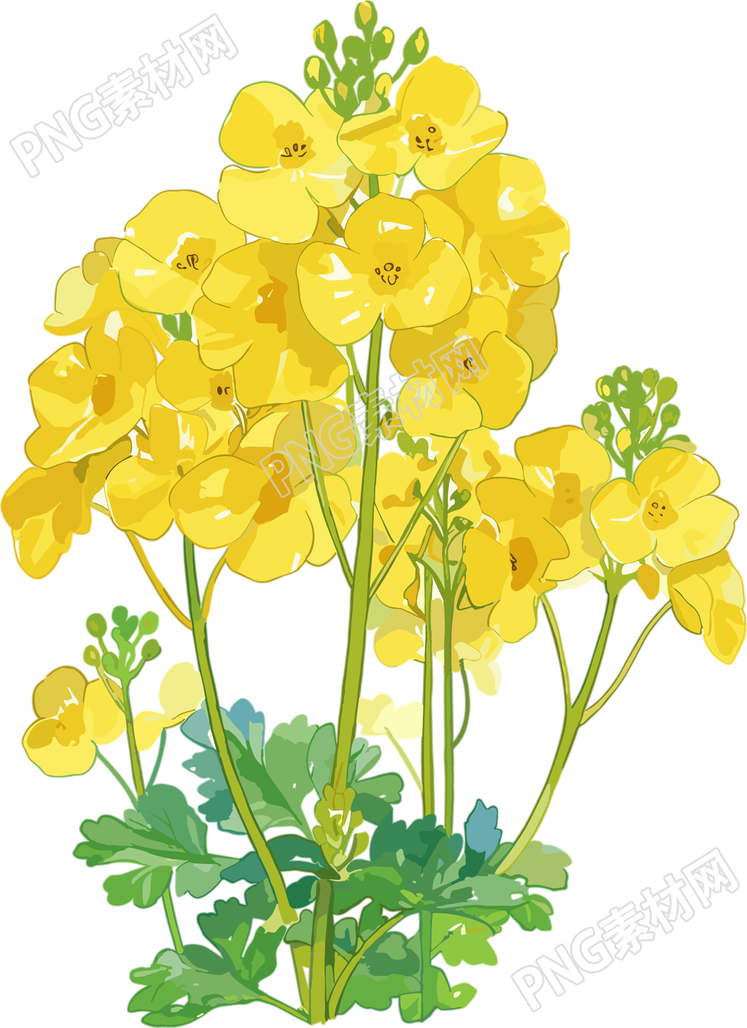 油菜花可商用插图