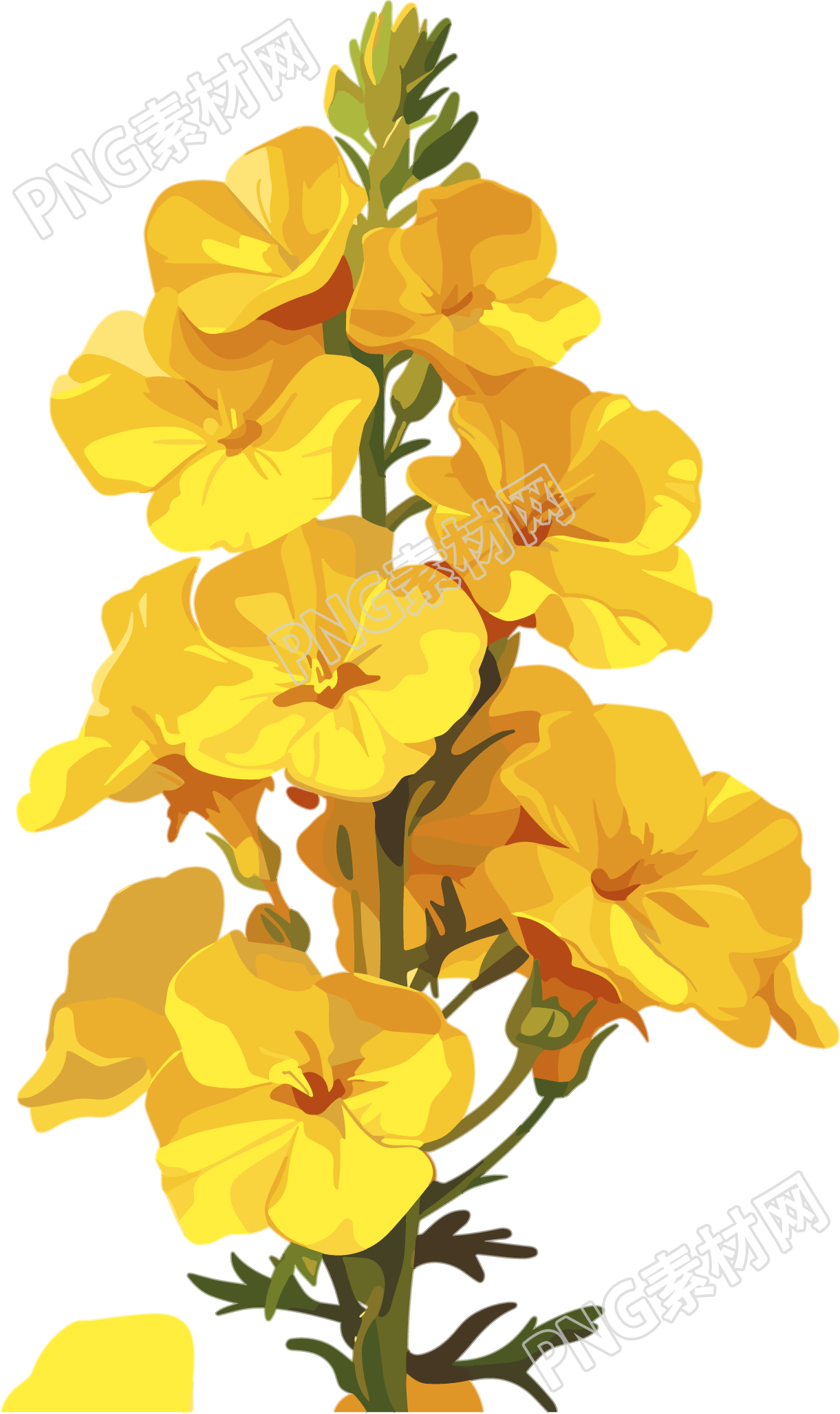 油菜花可商用插画
