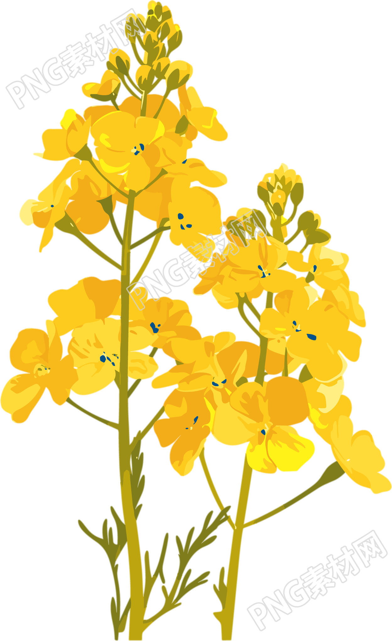 油菜花插画设计素材