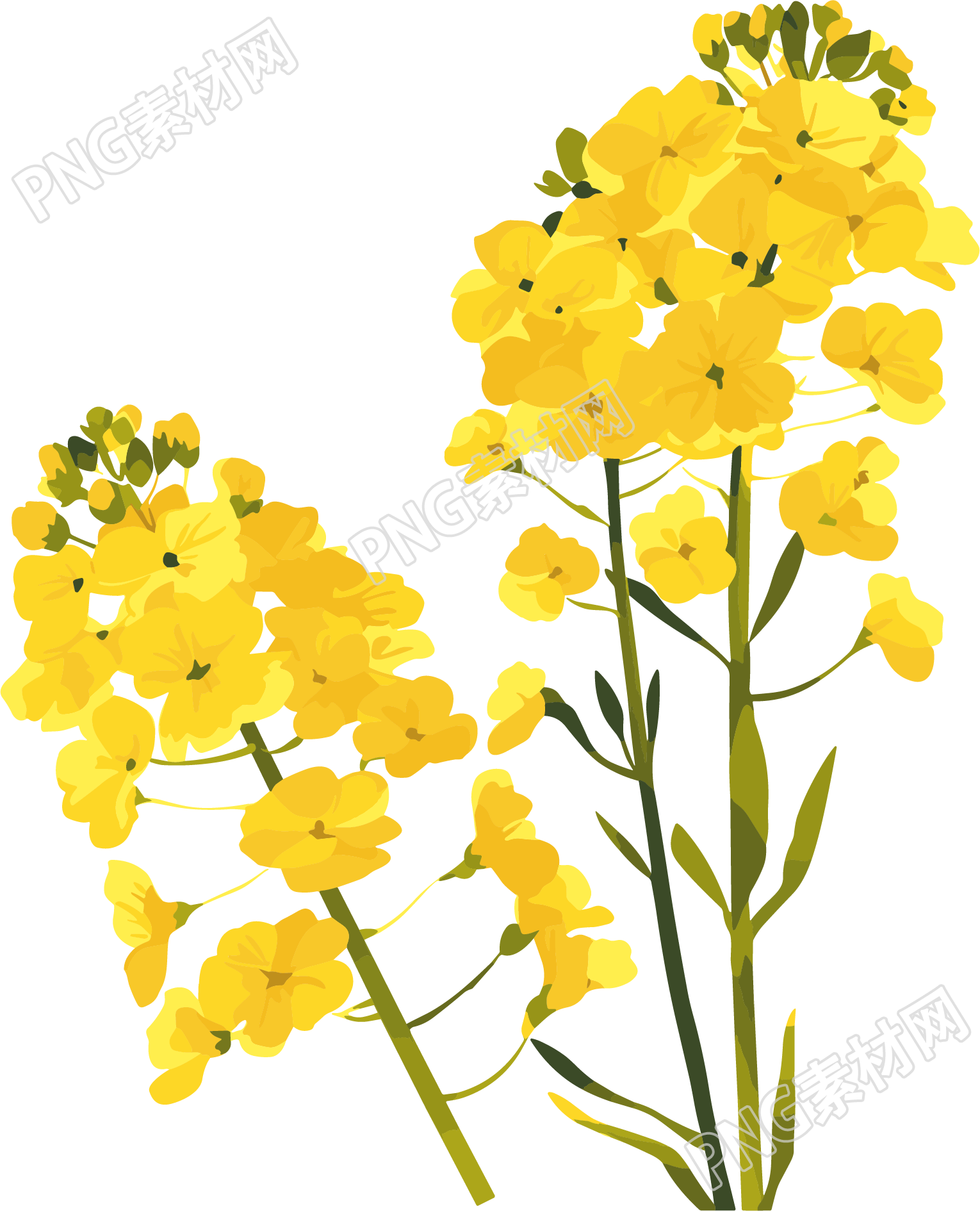 油菜花水彩插画