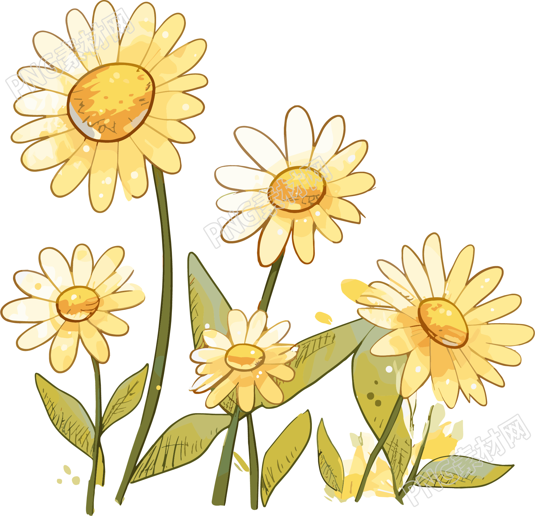 菊花插画设计元素