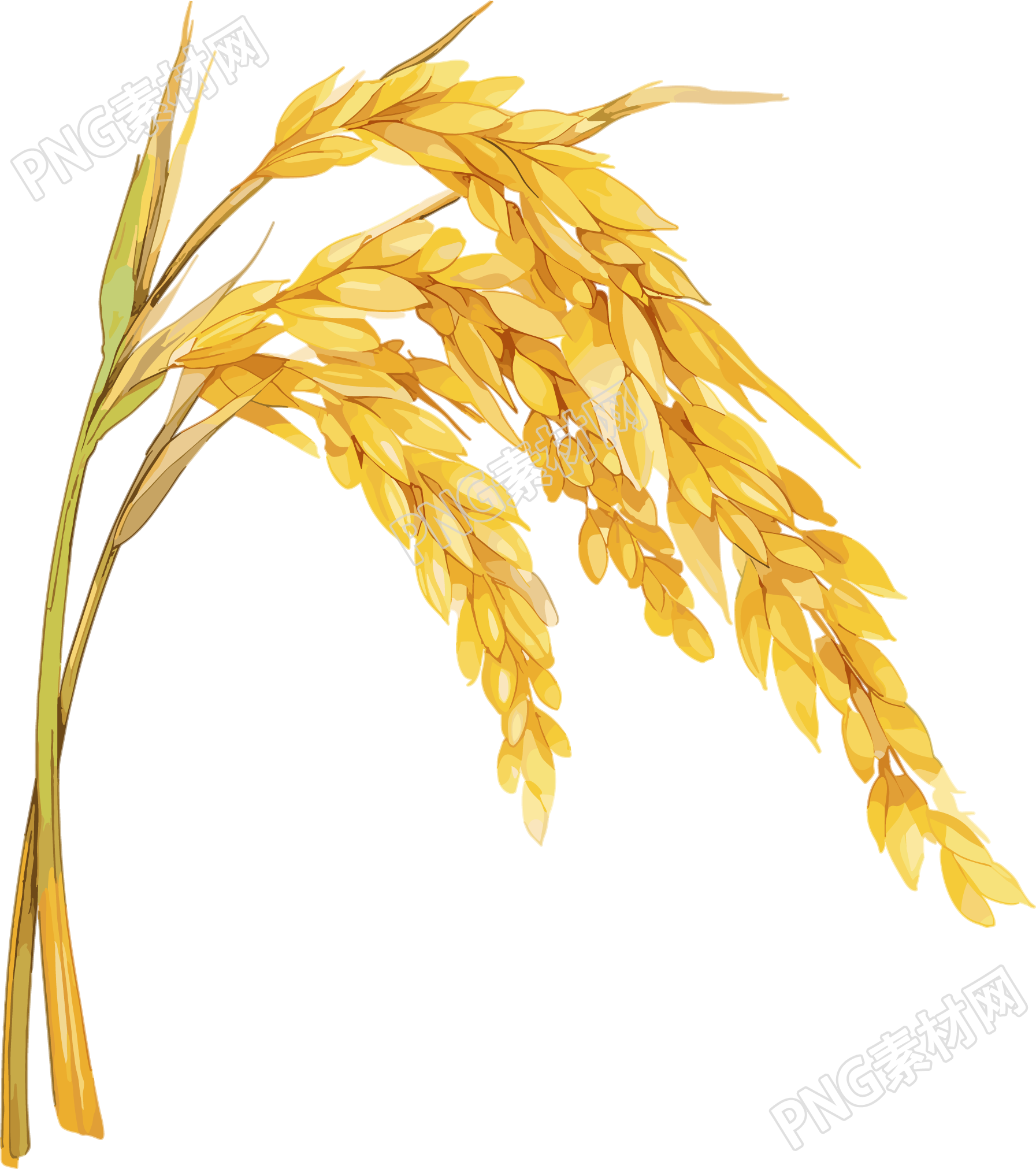 小麦穗芒种插画
