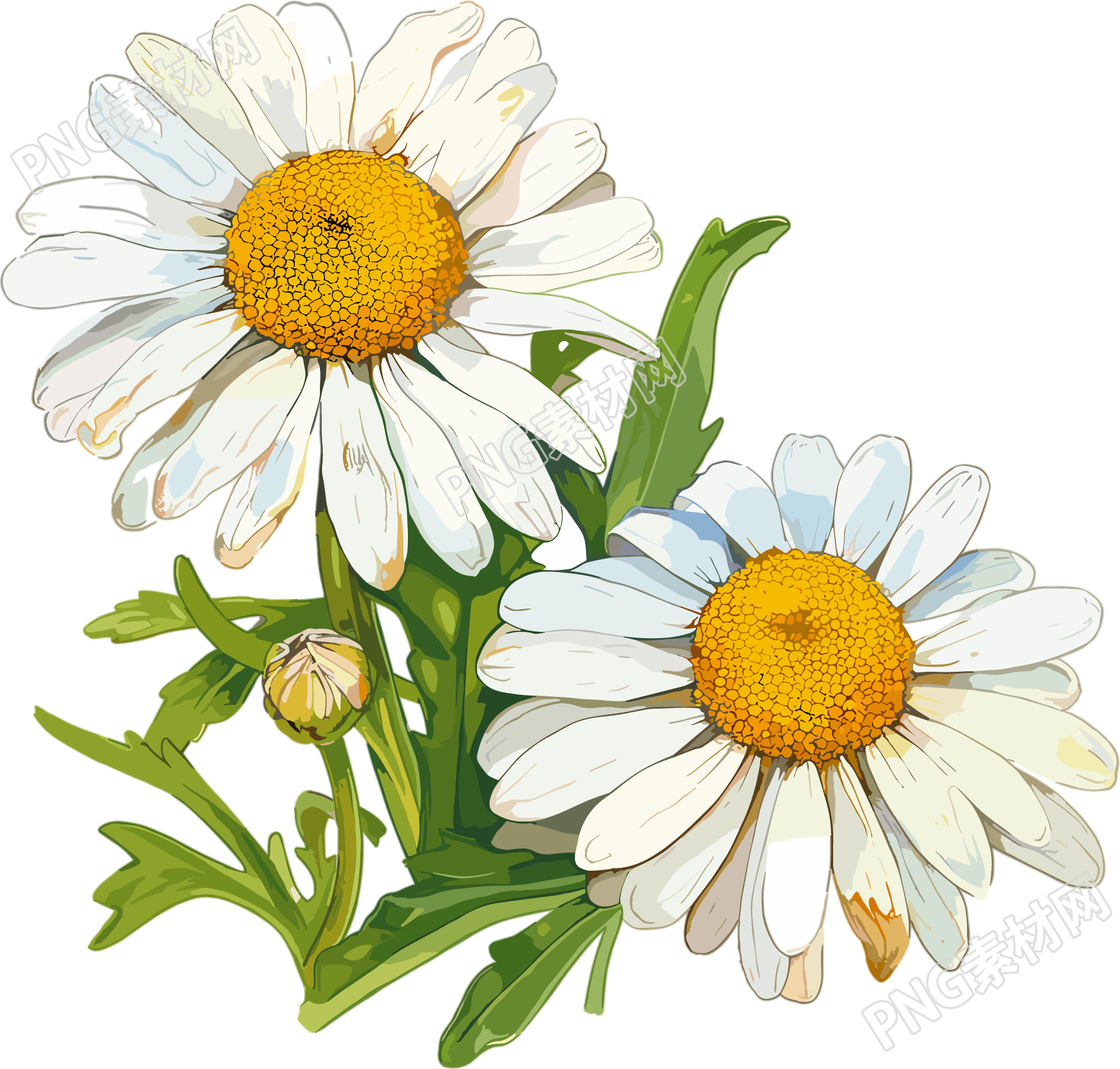 雏菊插画素材