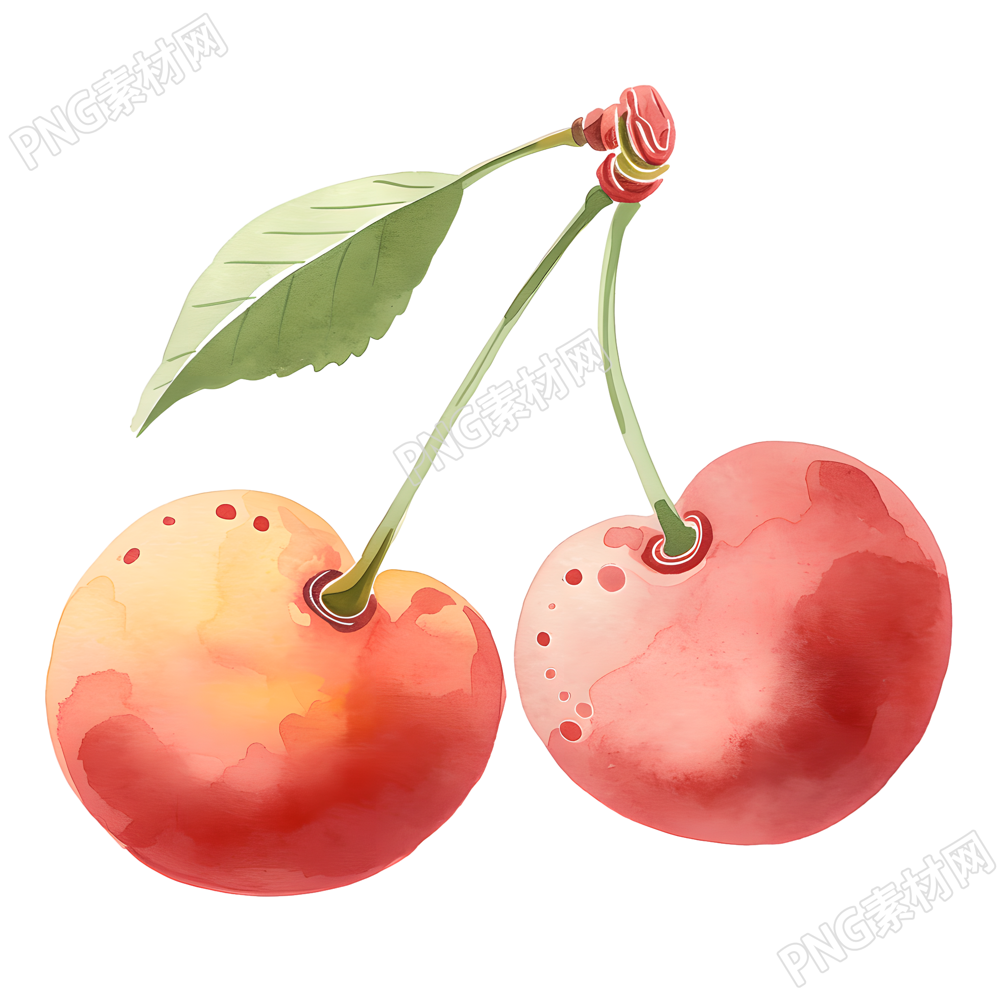 夏天樱桃水彩插画