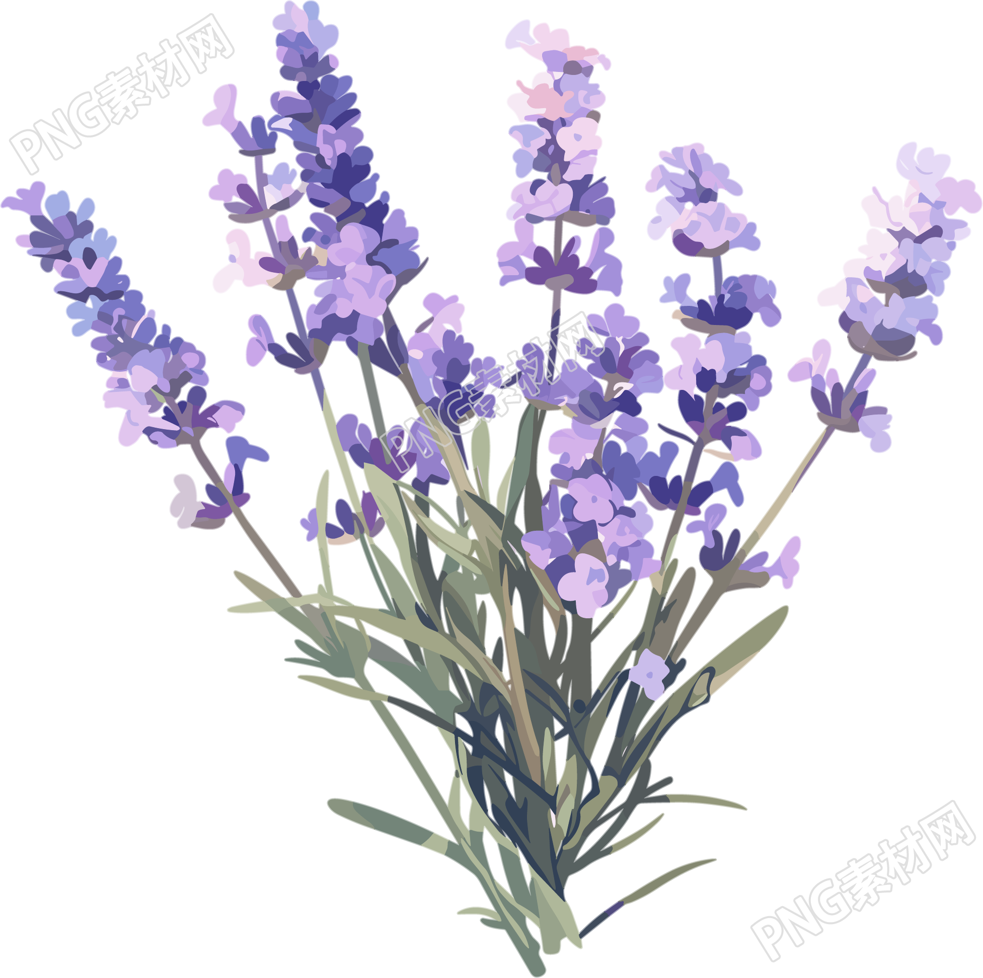 薰衣草可商用插画