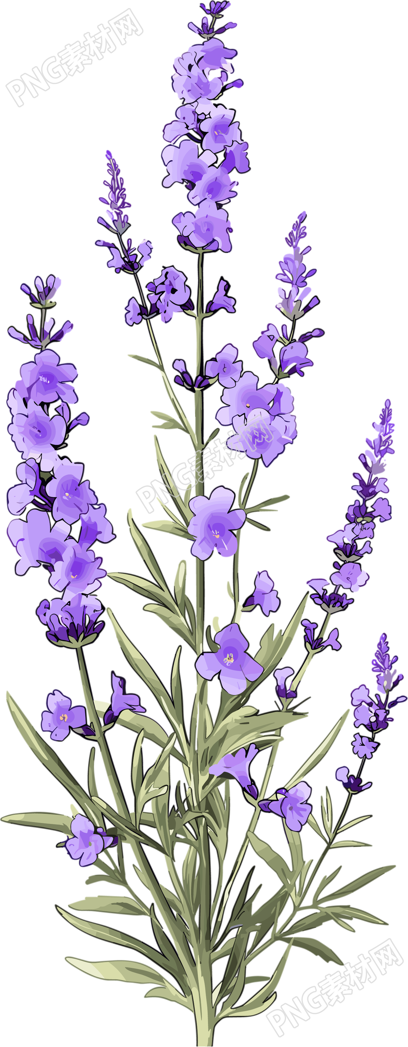 薰衣草卡通插圖