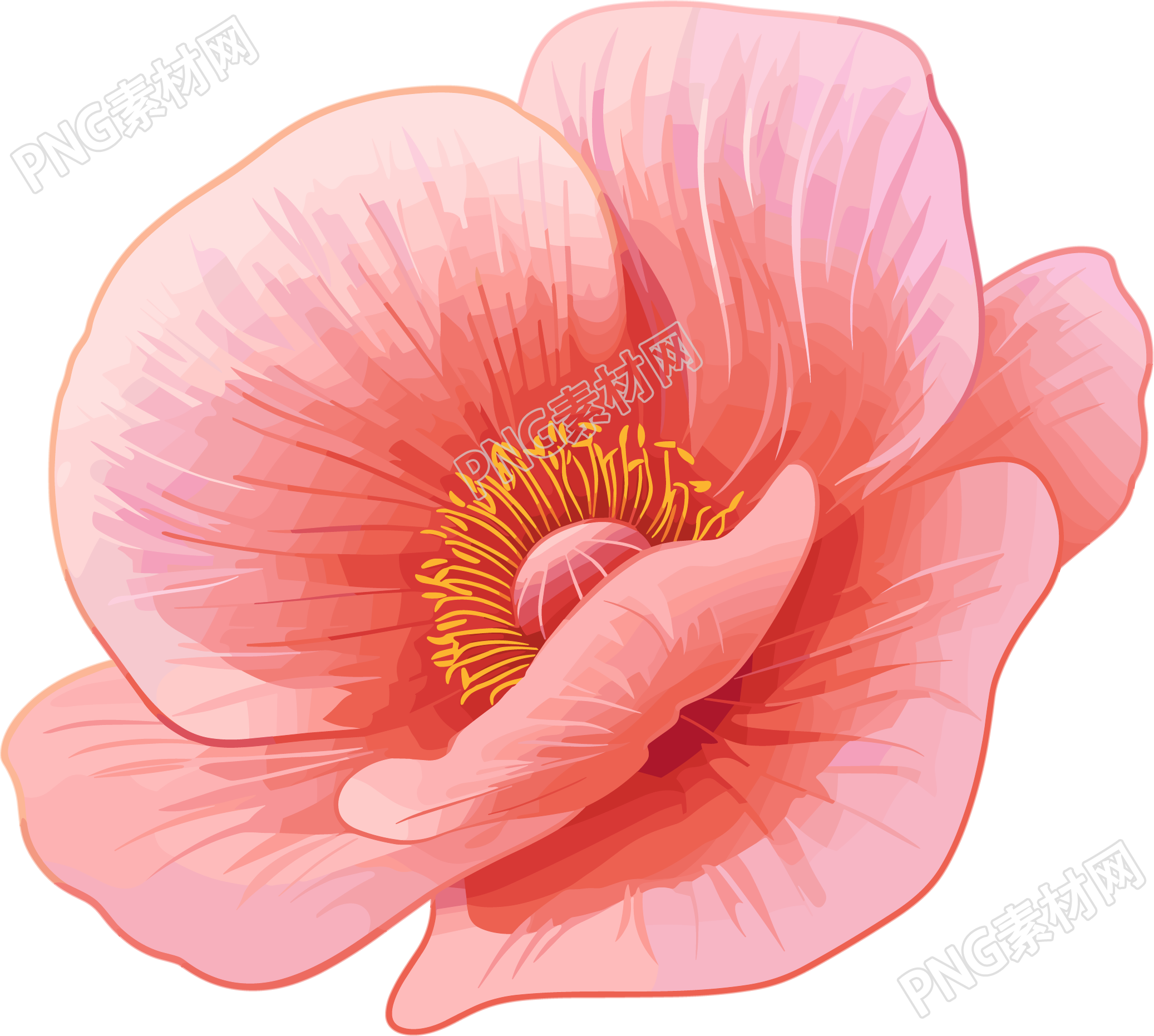 禁毒罂粟花瓣插图