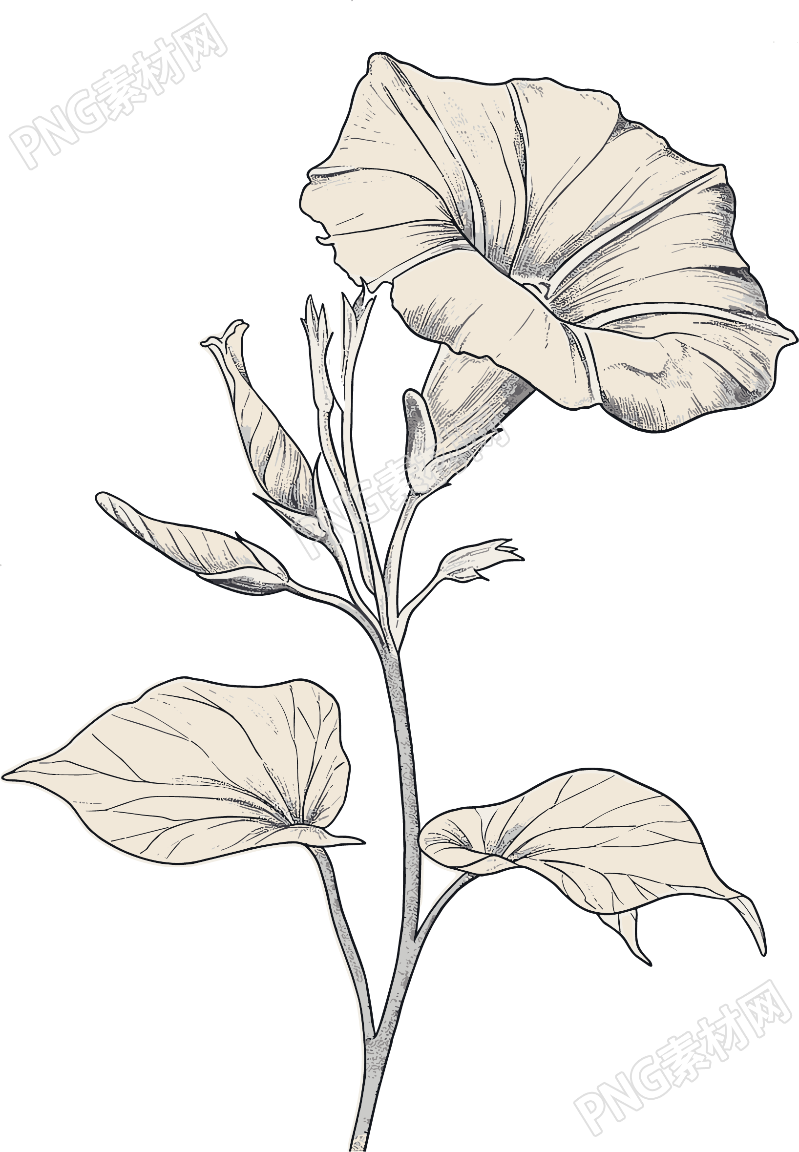 牵牛花素描矢量插画