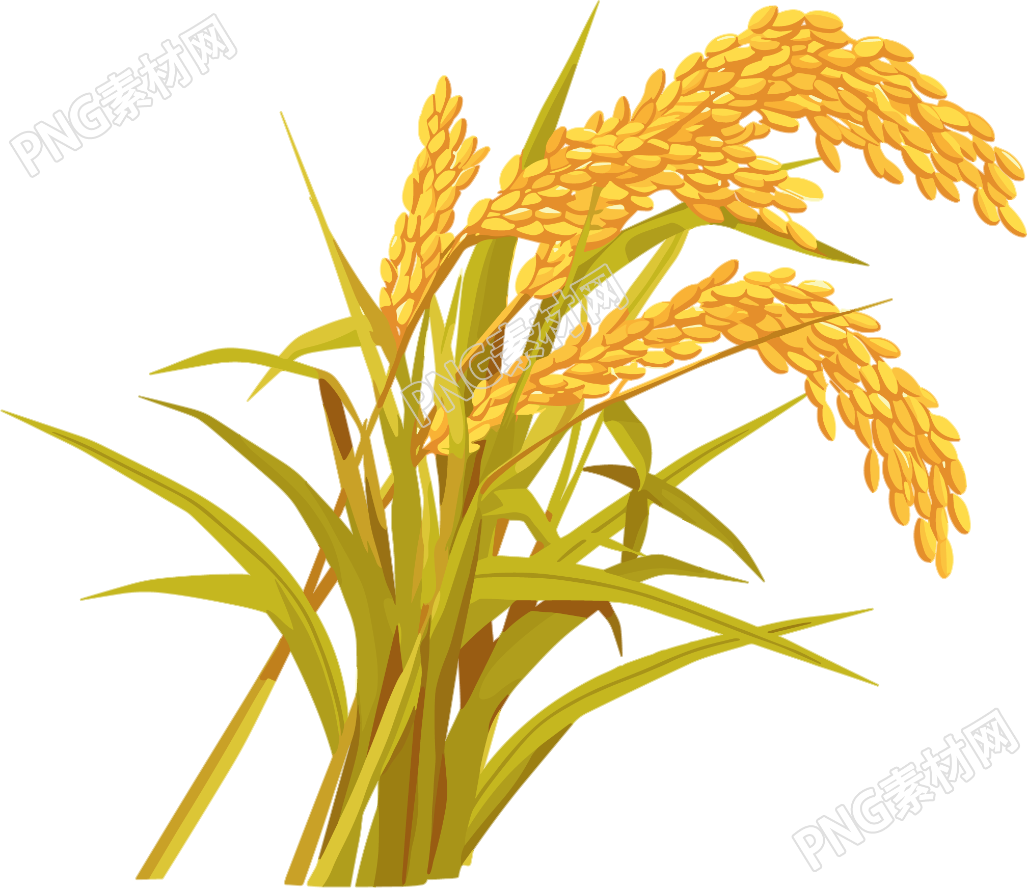 水稻高清插画