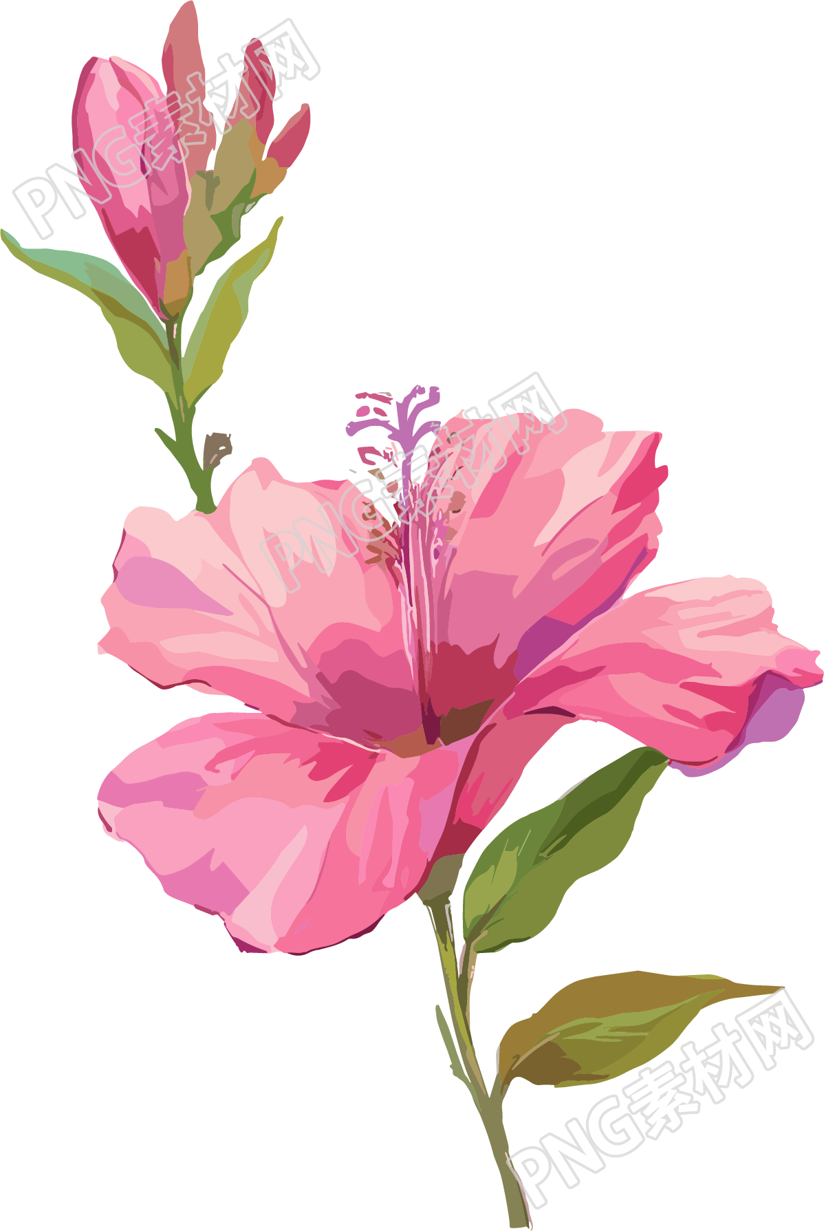 紫荆花透明背景插图