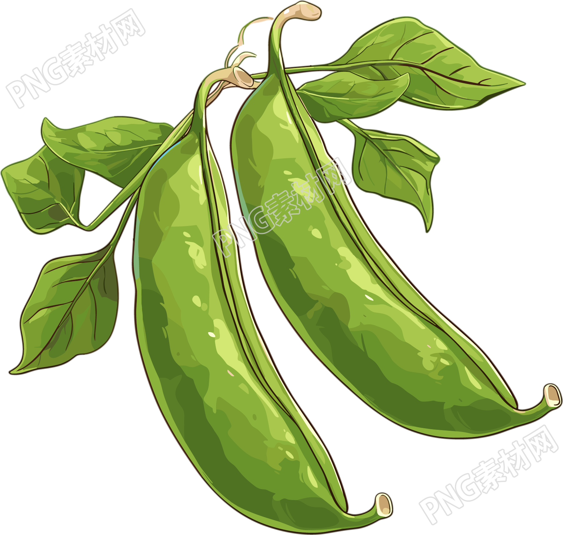 绿色扁豆矢量插图