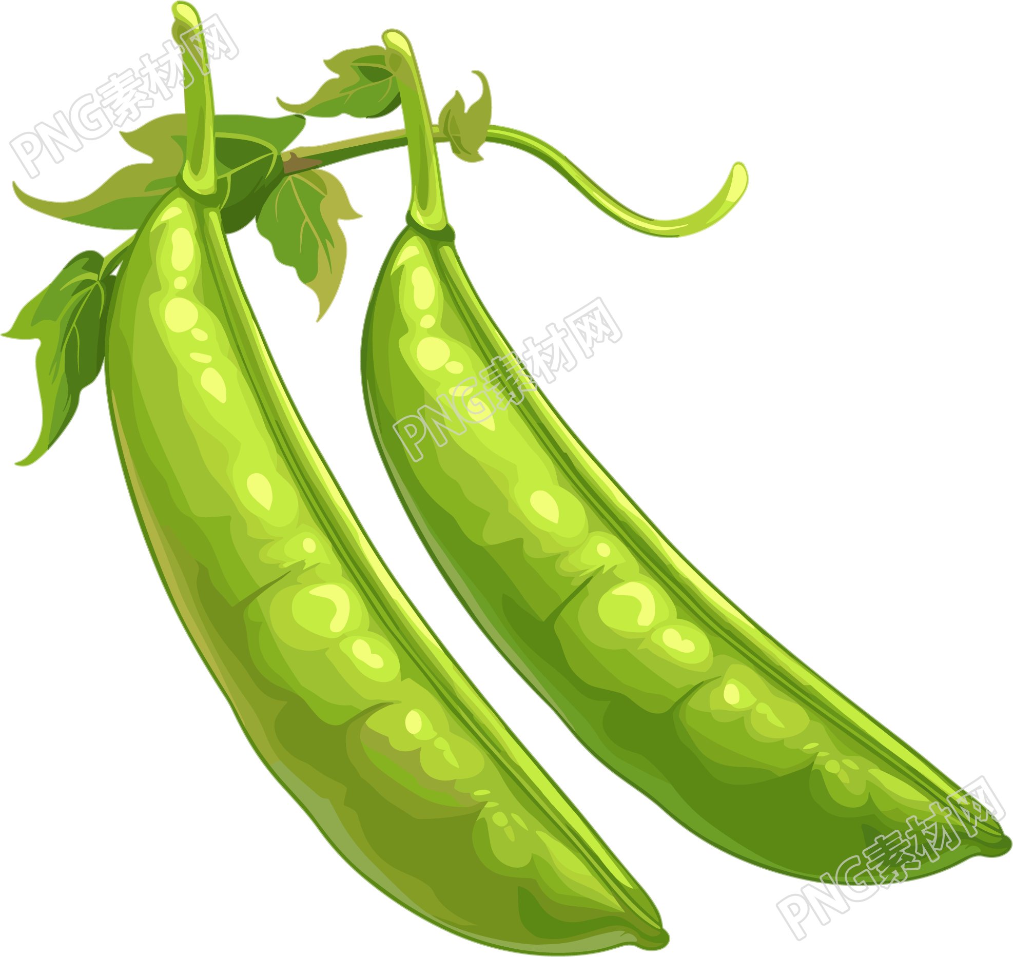 扁豆透明背景插画