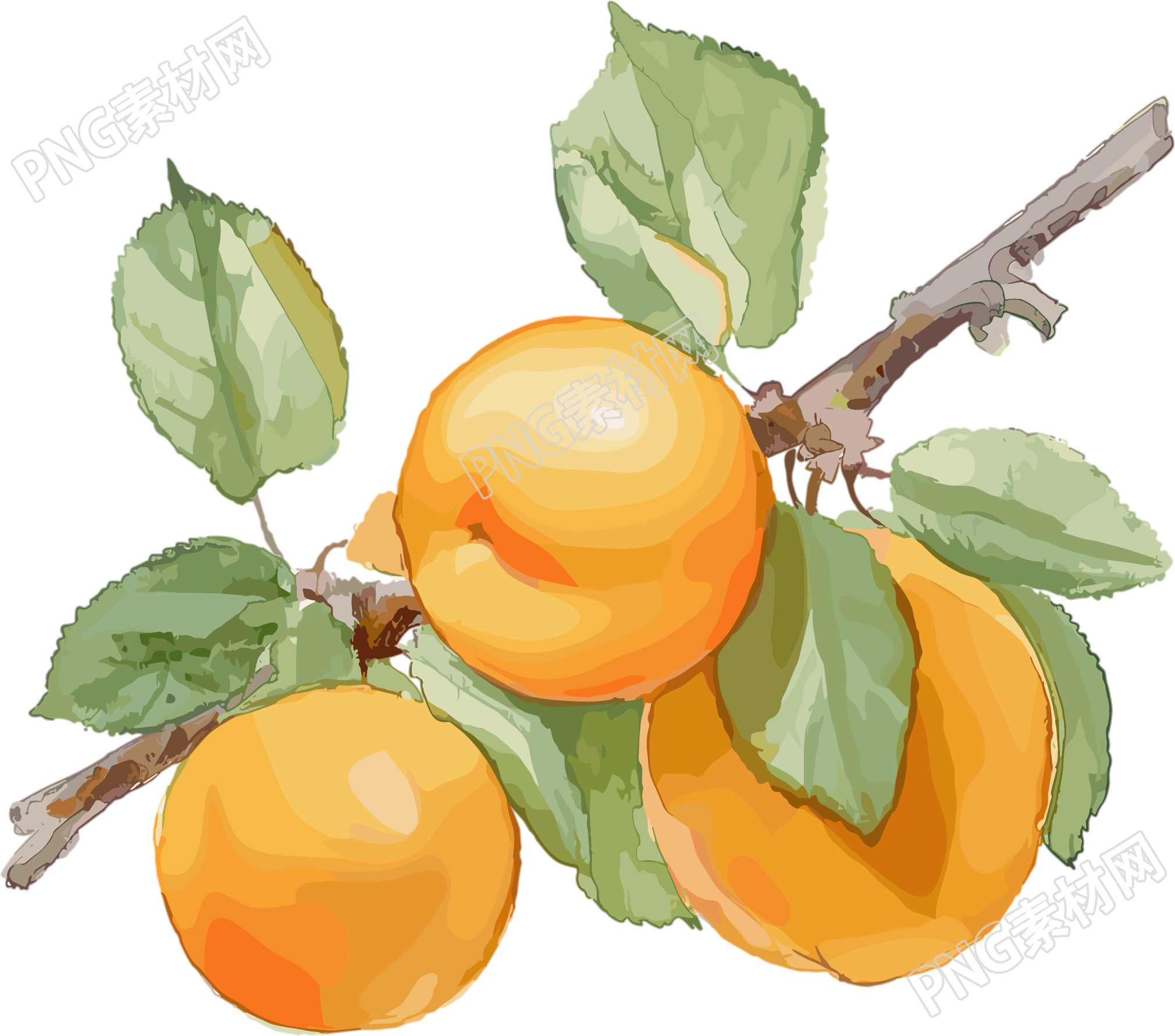 杏子透明背景插图