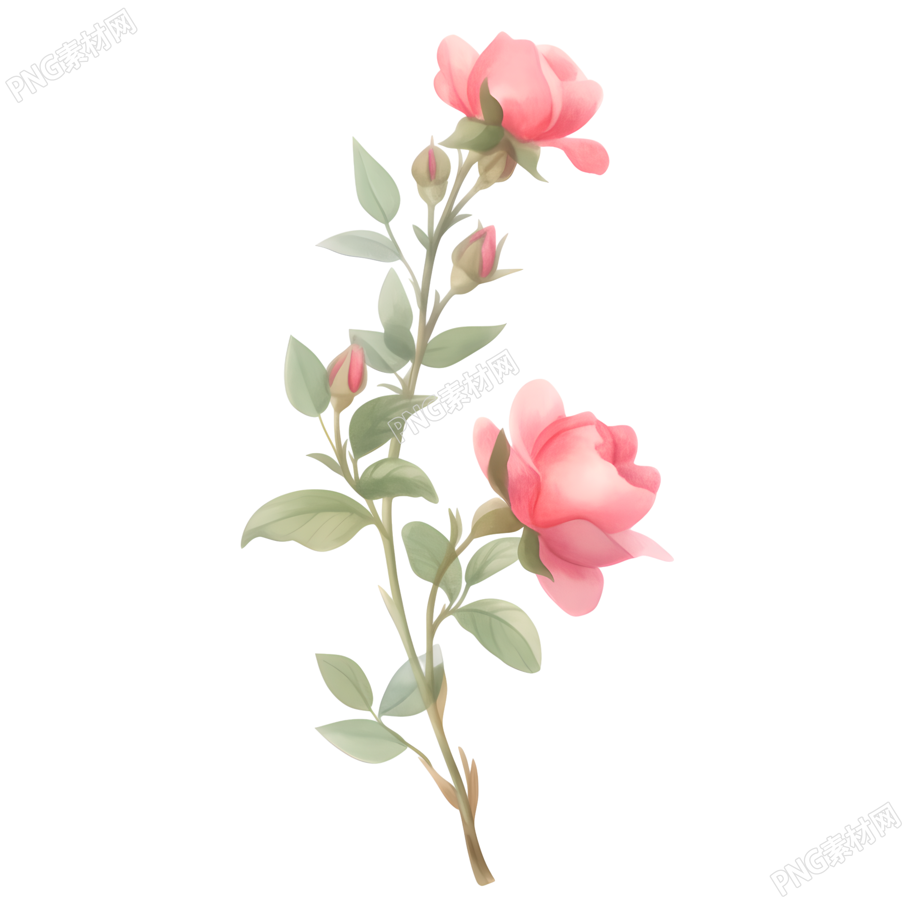 水彩植物玫瑰花唯美插图
