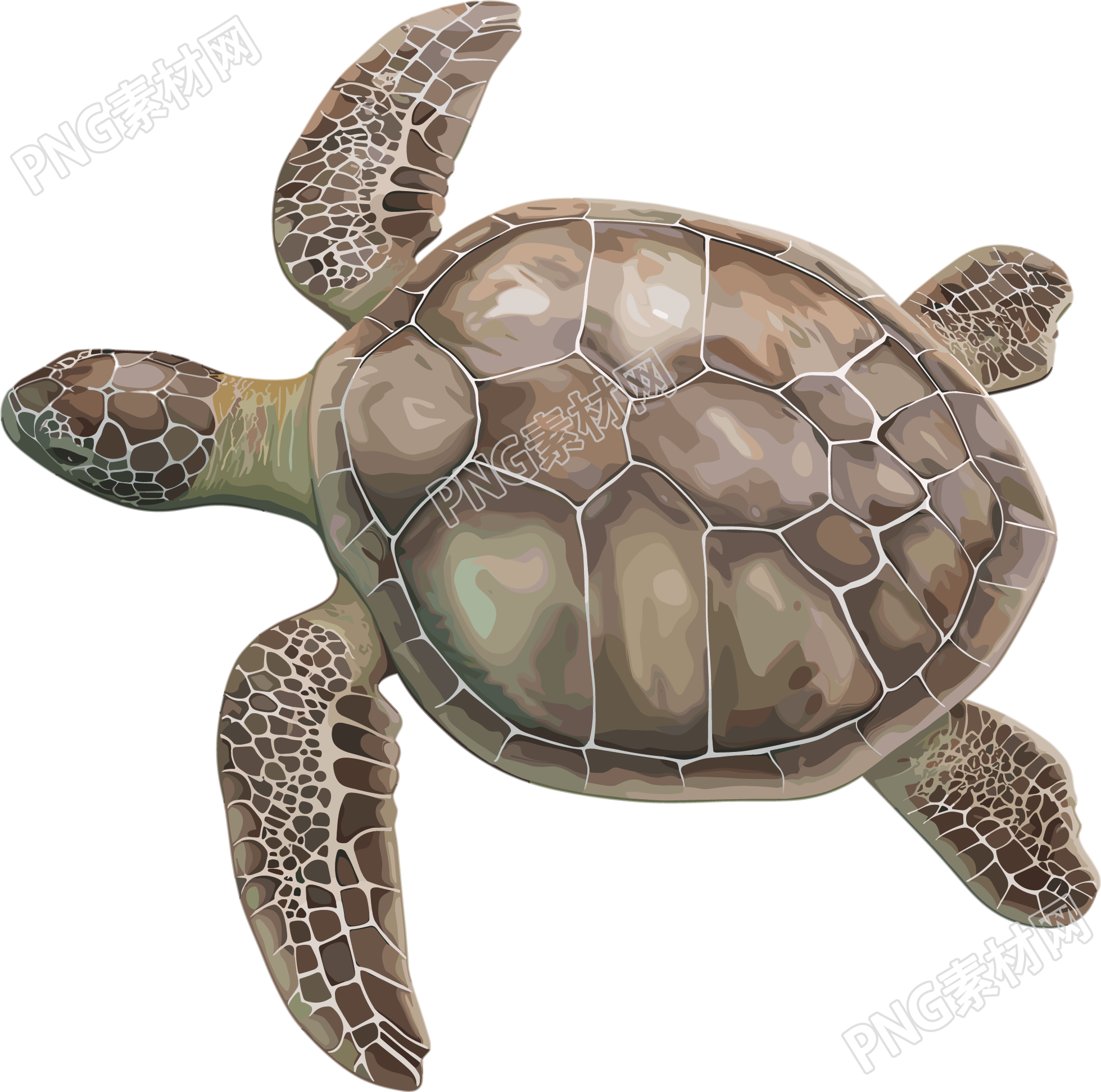 海龟珍稀动物插图