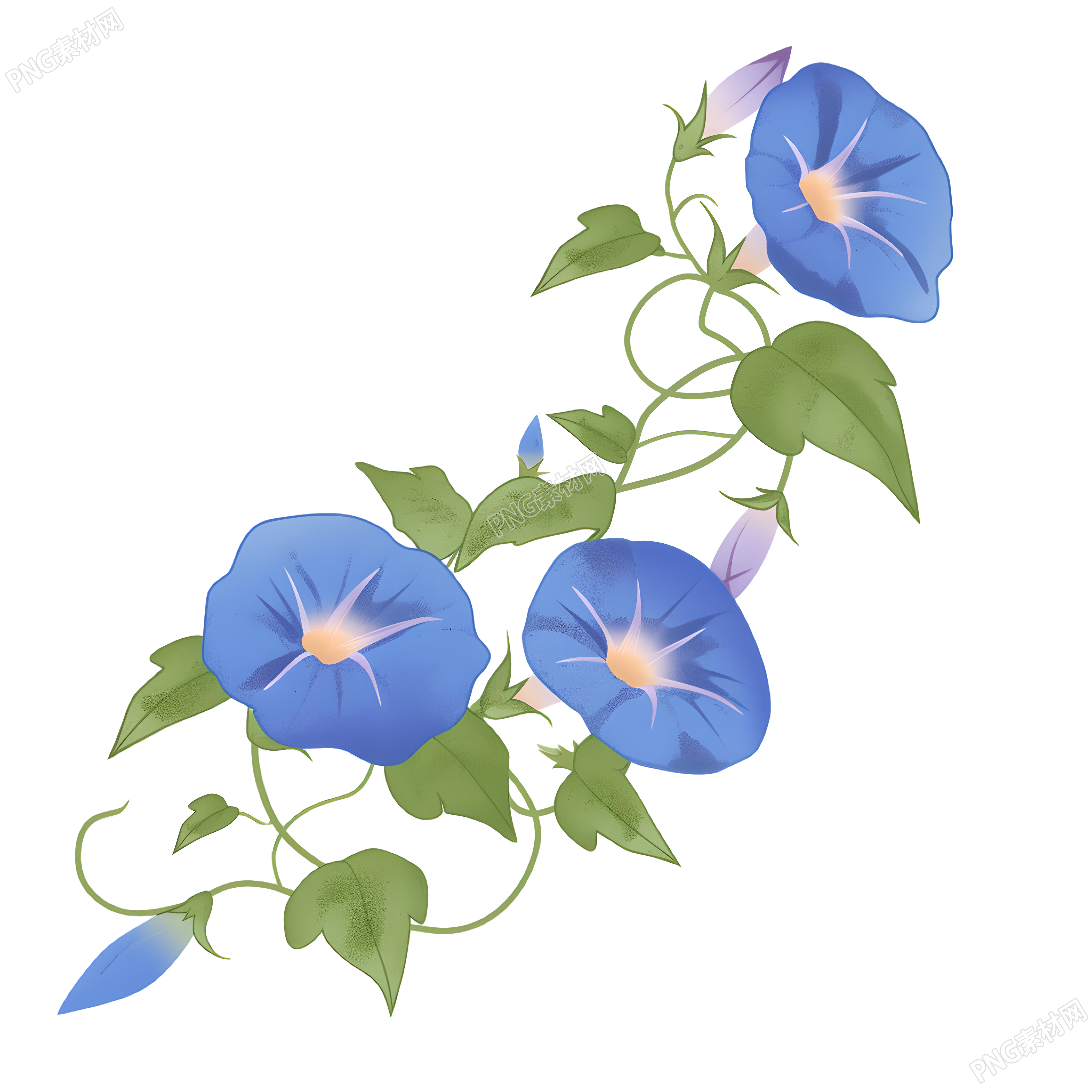 牵牛花矢量插画
