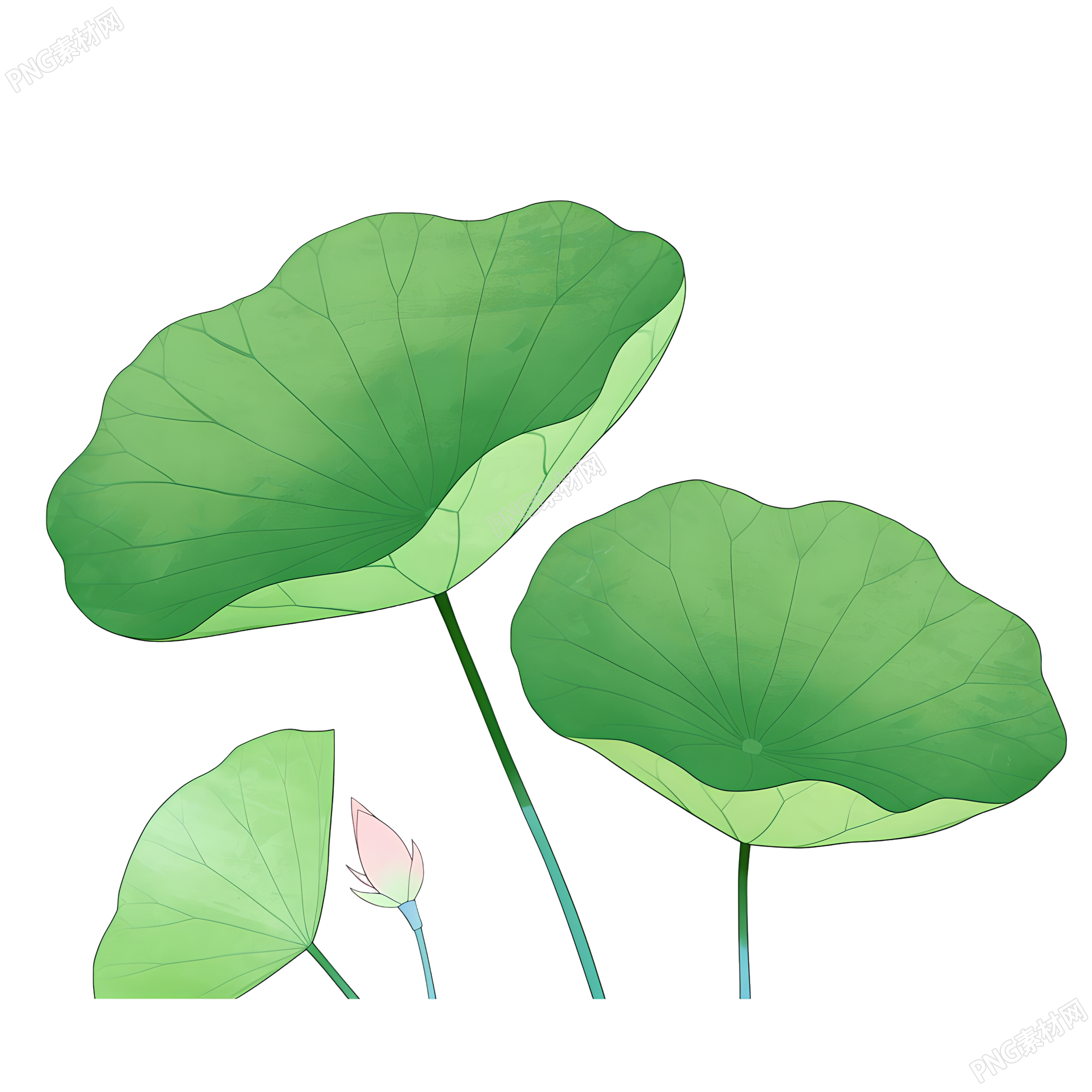 荷叶夏天PNG素材