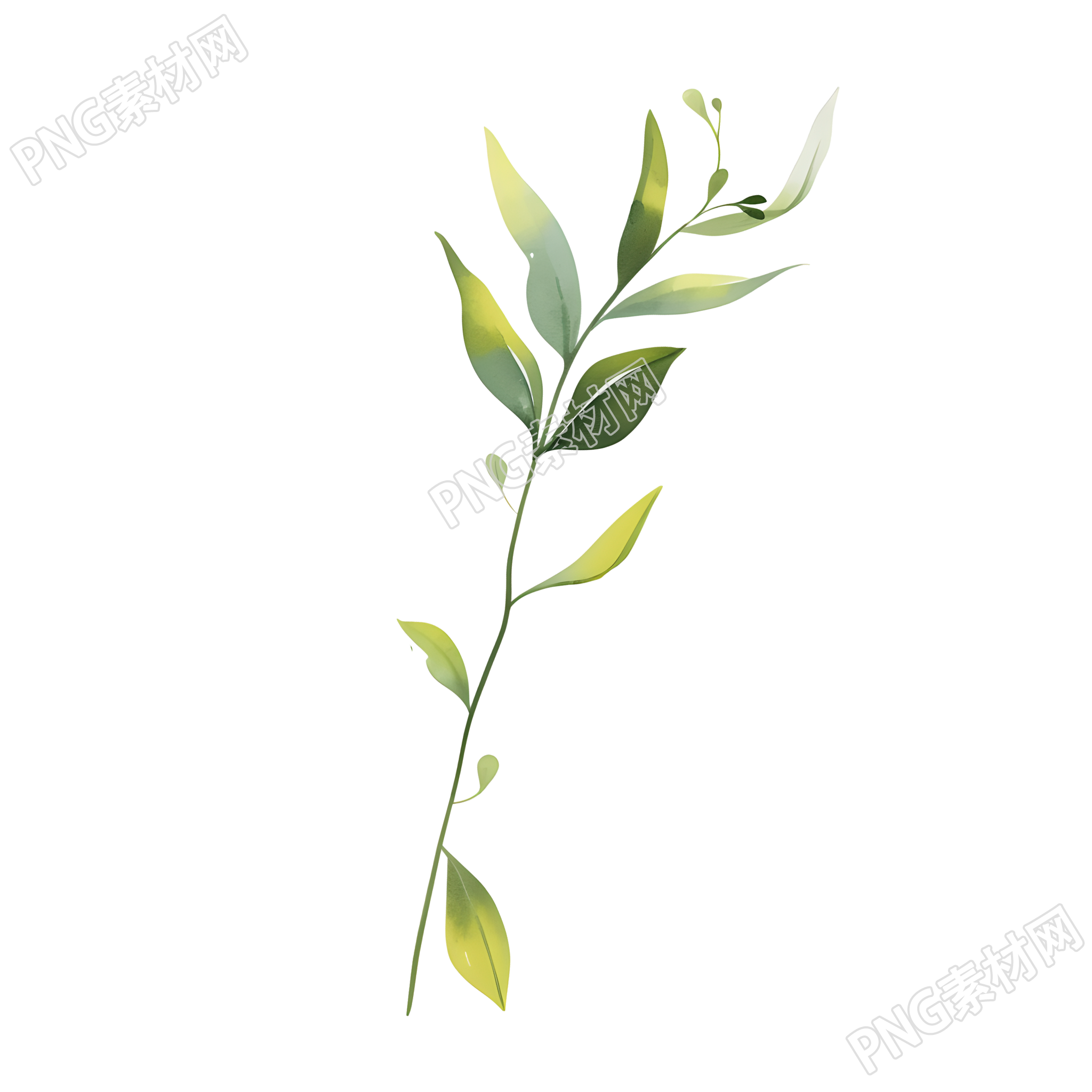 水彩植物商用插画