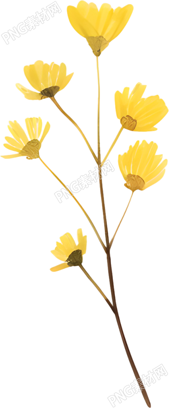 水彩小黄花装饰插画