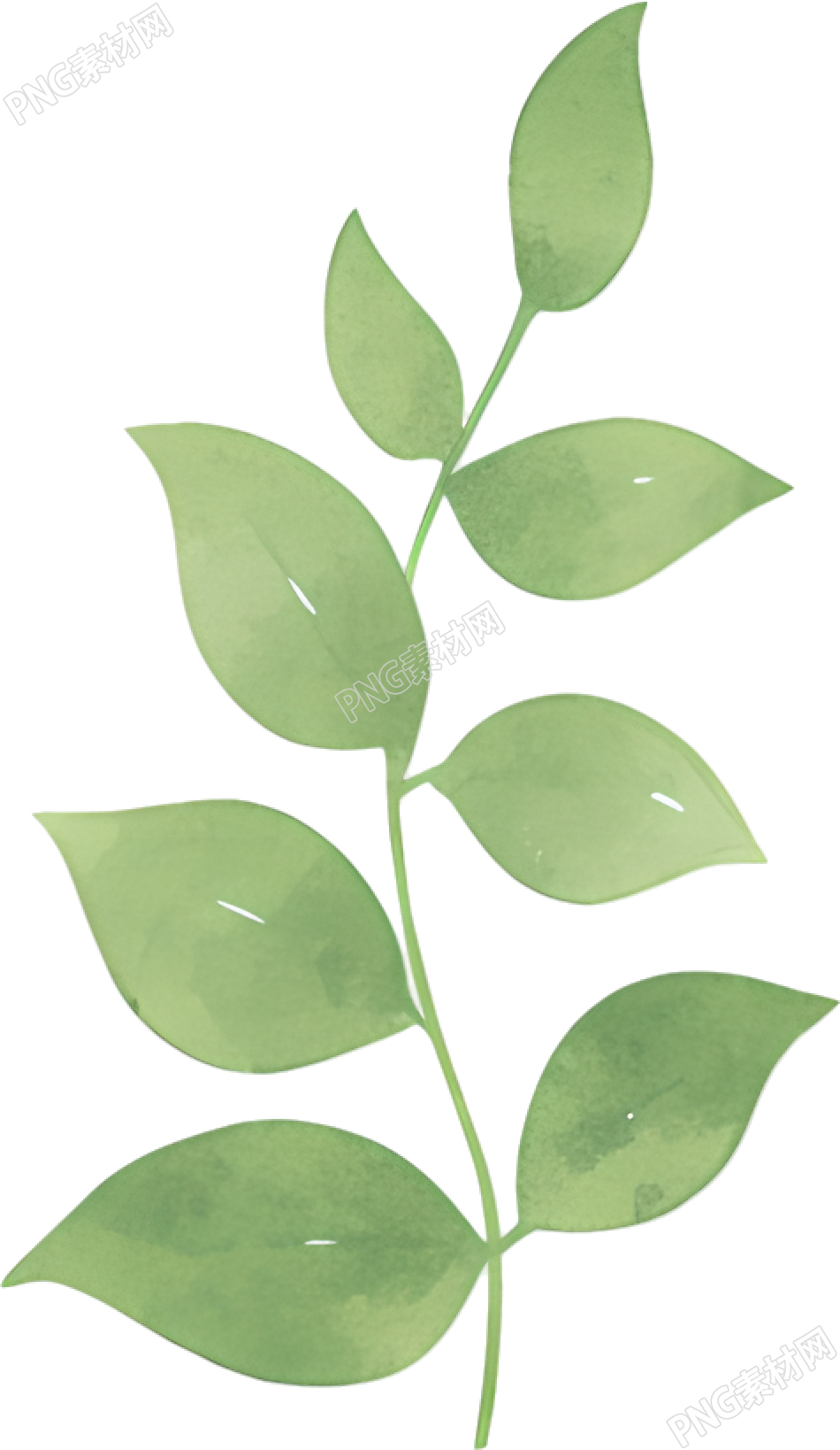 水彩植物叶片素材