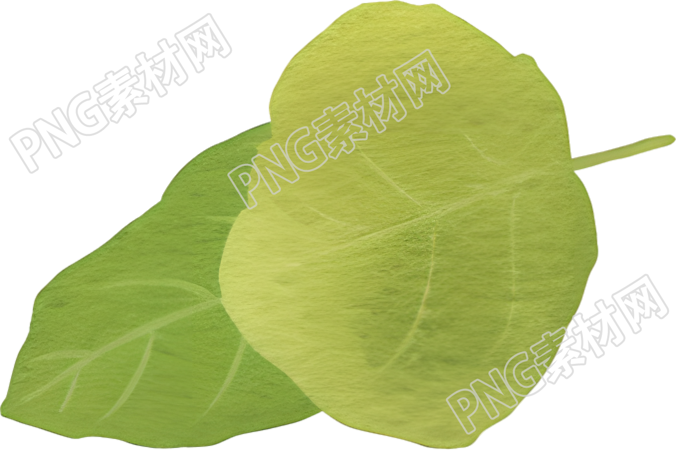 水彩植物叶子素材
