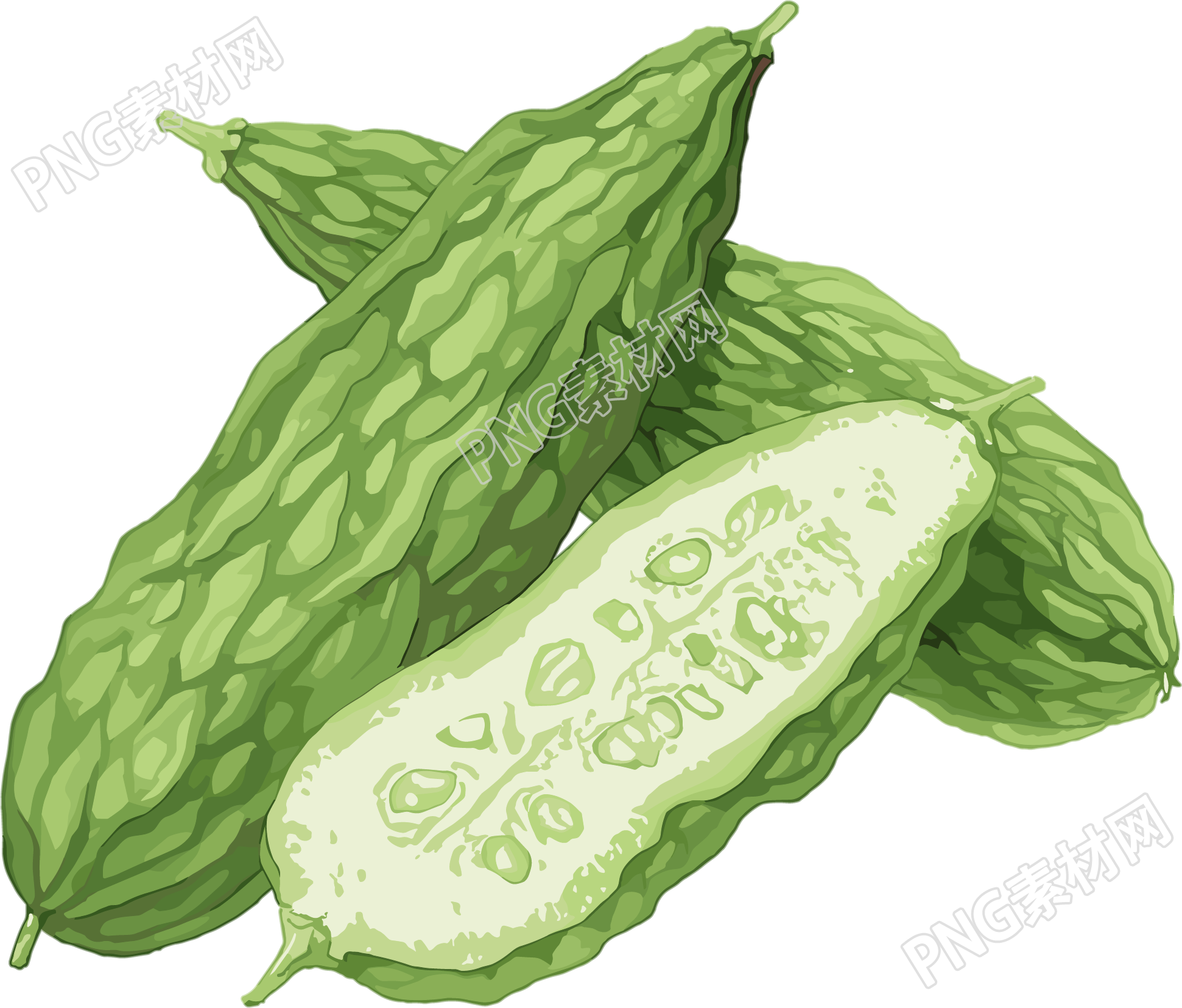 苦瓜可商用插画