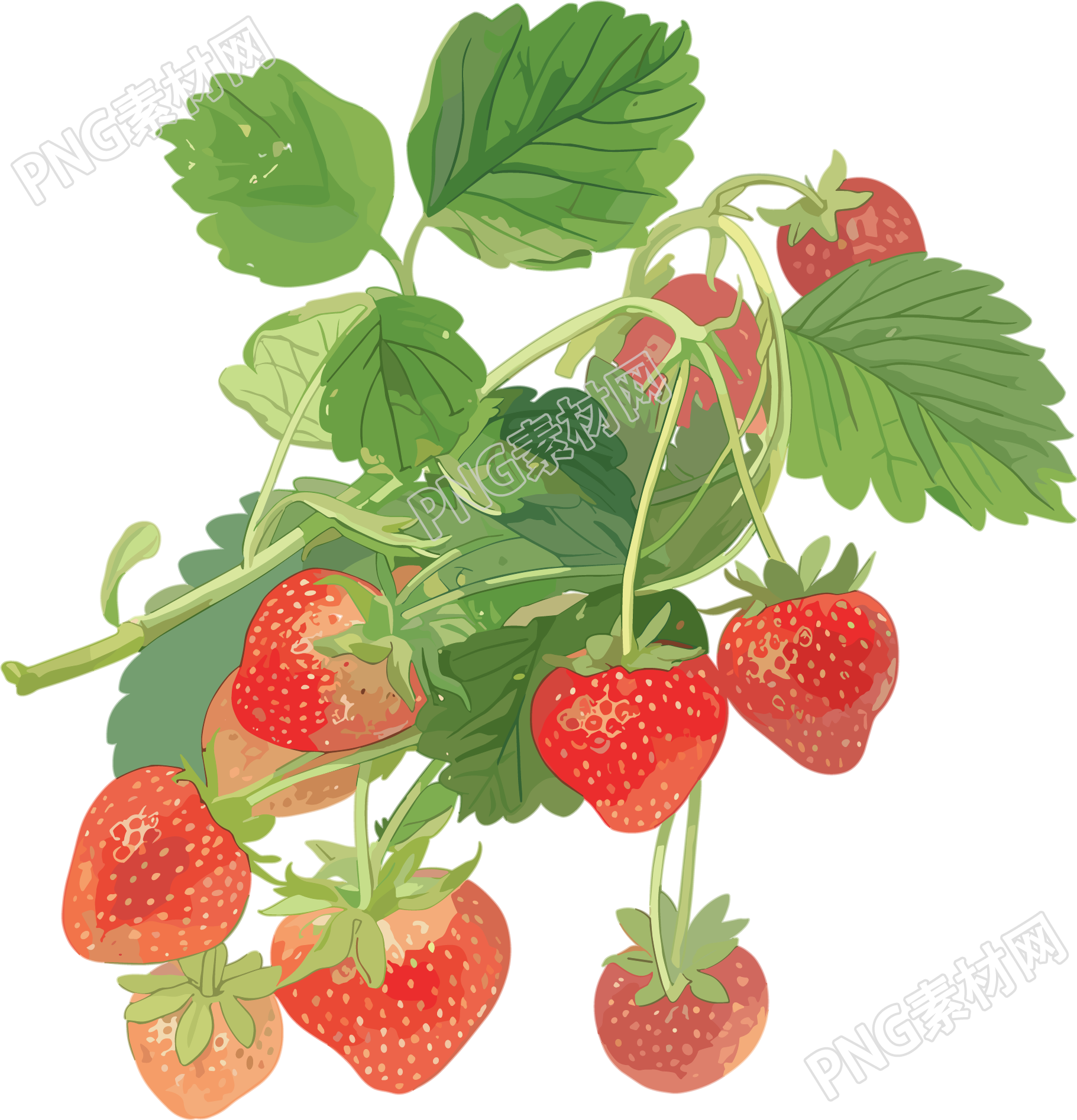 草莓水彩素材