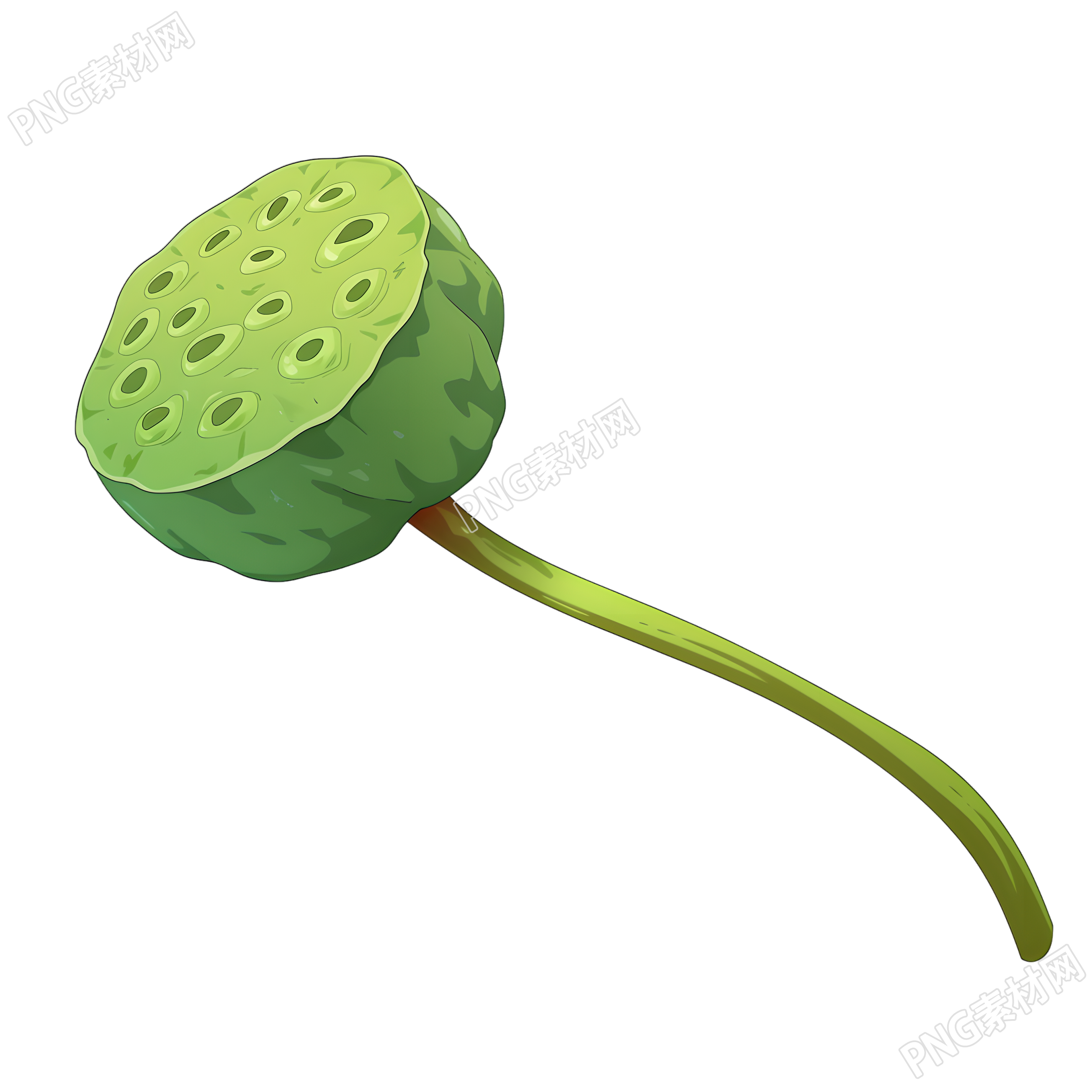 莲蓬高清素材