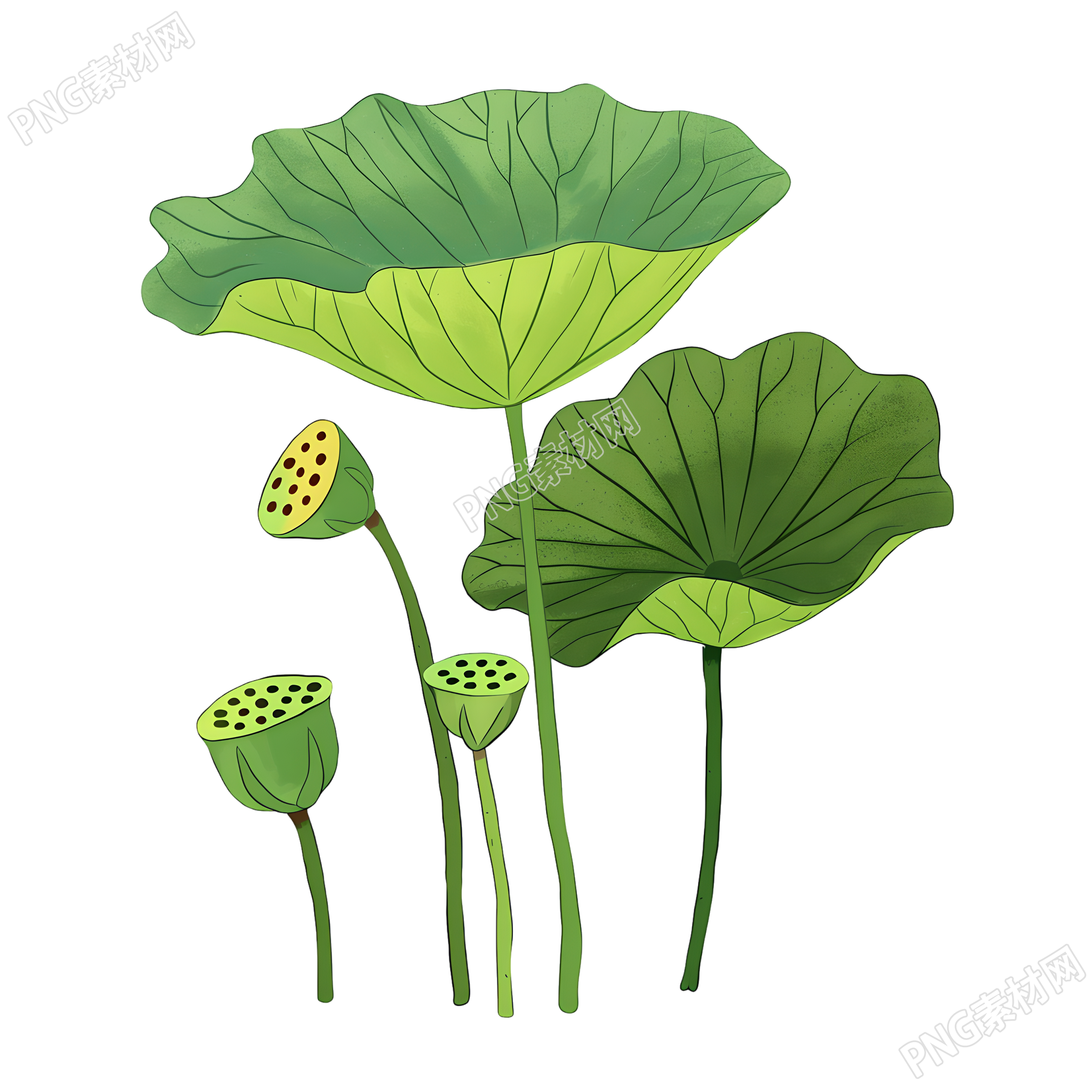 莲蓬可商用元素